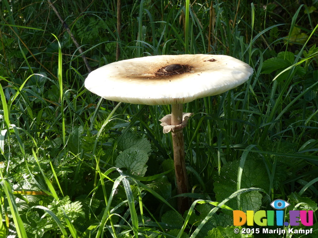 FZ019702 Mushroom